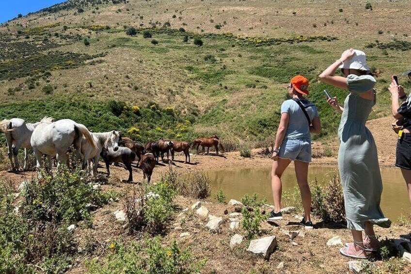 A group of people observing horses near a body of water in a hilly landscape. 3