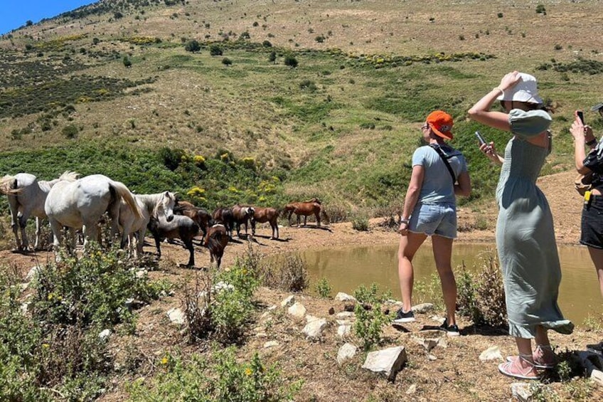 Un groupe de personnes observe des chevaux près d’une étendue d’eau dans un paysage vallonné. 3