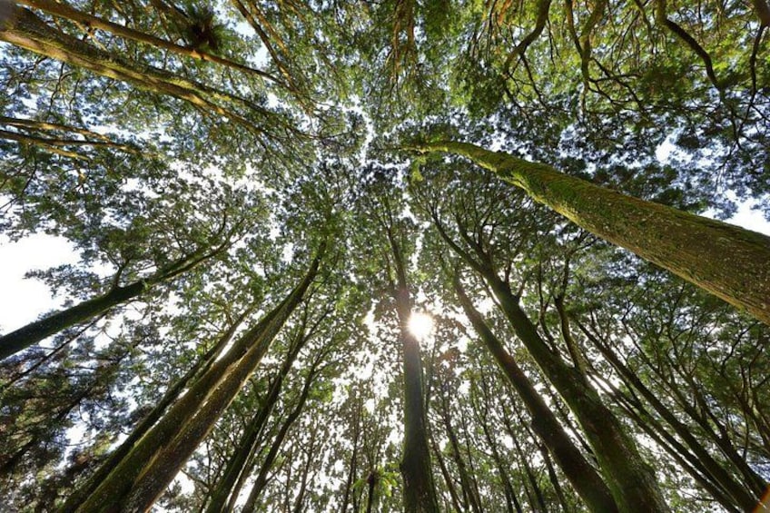 Un bosque con árboles altos y luz solar filtrándose entre el dosel. 2