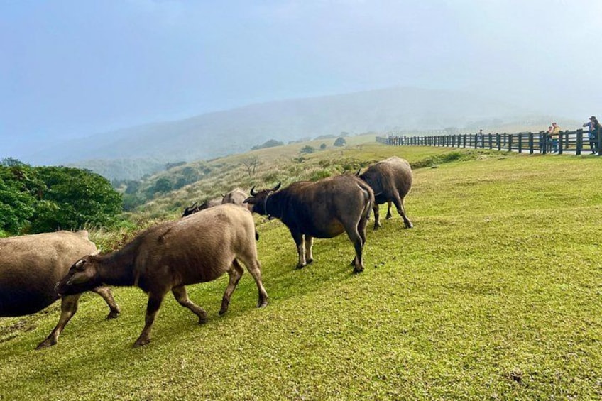 A herd of cattle grazing on a grassy hillside with a wooden fence in the background. 5