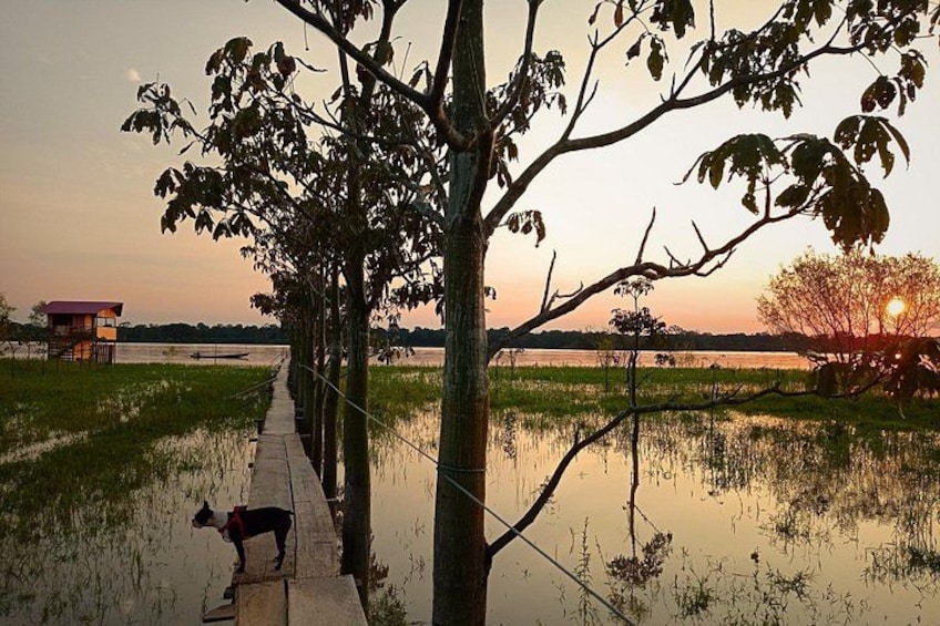 A pathway lined with trees, a dog, and a sunset over a water body. 1