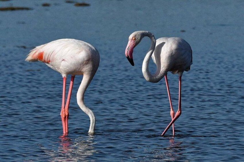 Sunset among flamingos in the Ebro Delta 3
