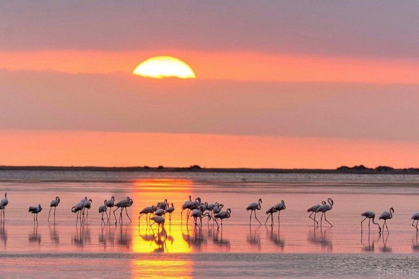 Sunset among flamingos in the Ebro Delta 1