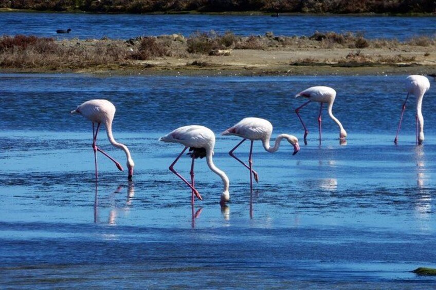 Sunset among flamingos in the Ebro Delta 2