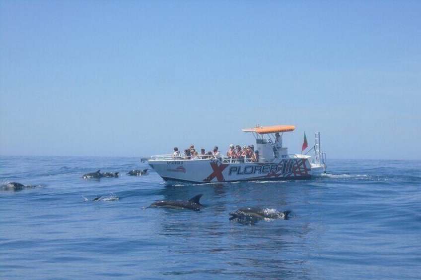 Dolphin Watching and Caves Cruise 5