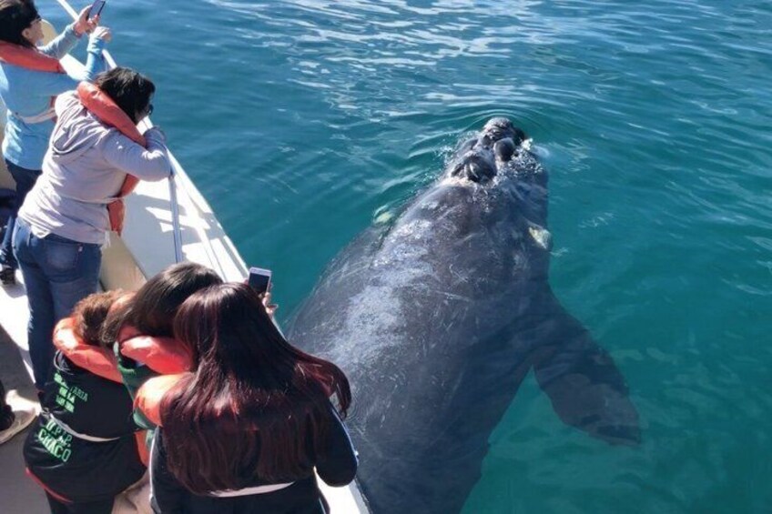 Valdes Peninsula Full day Tour and Whale Watching from Pto Madryn 3