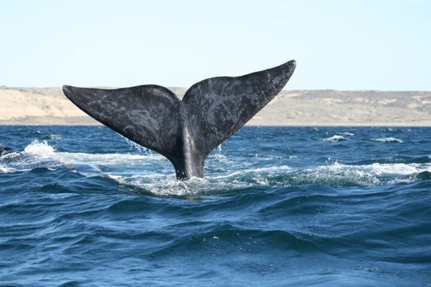 Valdes Peninsula Full day Tour and Whale Watching from Pto Madryn 2