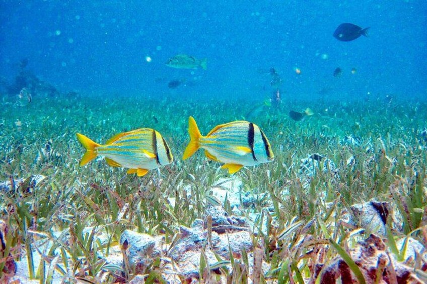 Full-Day Private Tour Hol Chan Bucket List Snorkeling and Marine 3