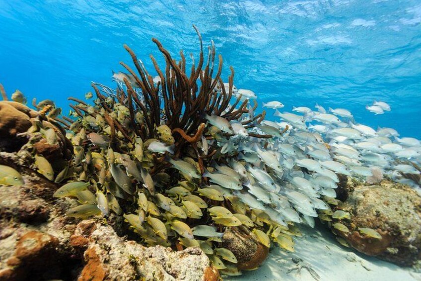 Full-Day Private Tour Hol Chan Bucket List Snorkeling and Marine 1