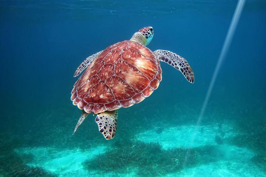 Full-Day Private Tour Hol Chan Bucket List Snorkeling and Marine 5