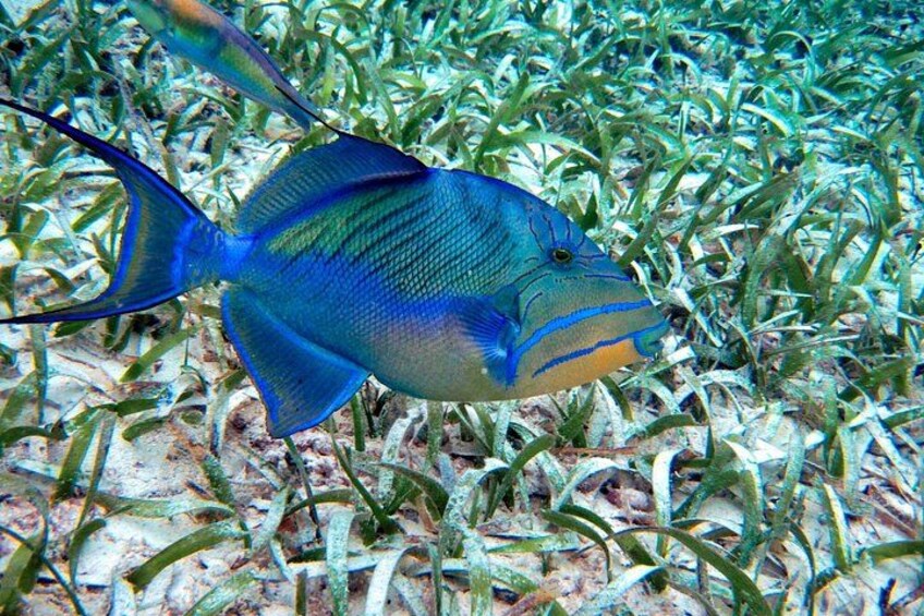 Full-Day Private Tour Hol Chan Bucket List Snorkeling and Marine 2