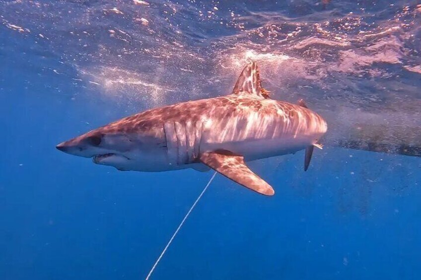 Un tiburón nadando bajo el agua con una cuerda. 2