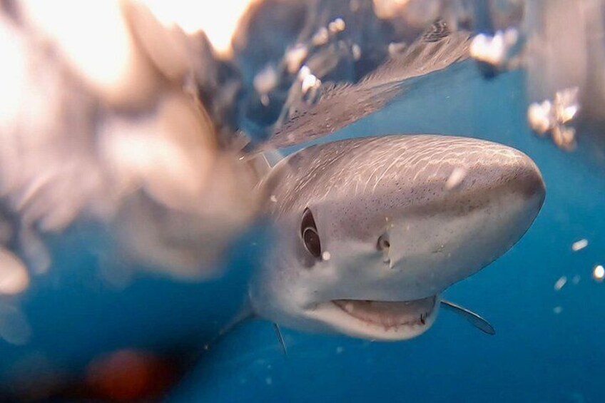 A shark swimming underwater. 4