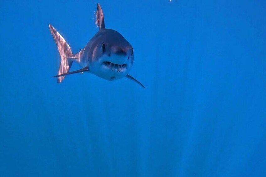 Un tiburón nadando en agua azul cristalina. 3