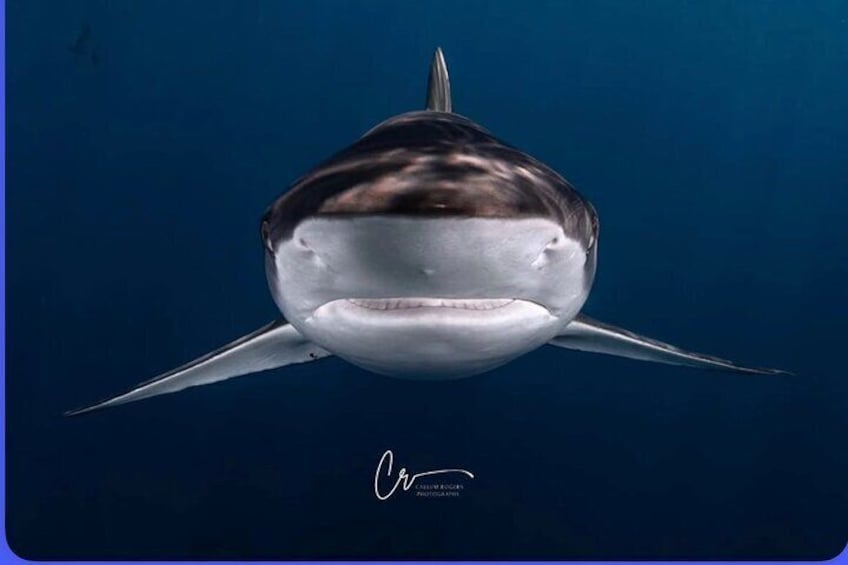 Un tiburón nadando en el océano. 5