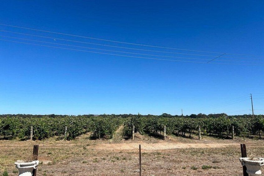 Barossa Valley Gin and Wine Tour 3