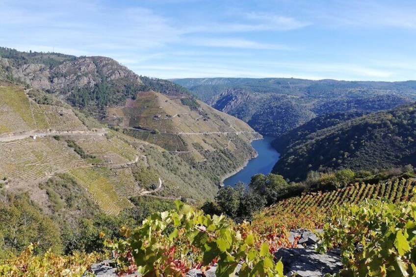 Paisaje de viñedos con campos en terrazas y un río. 1