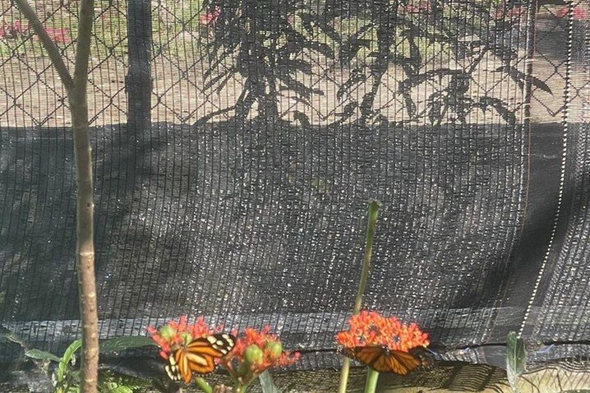 Puerto Plata City Tour with Butterfly Garden 4