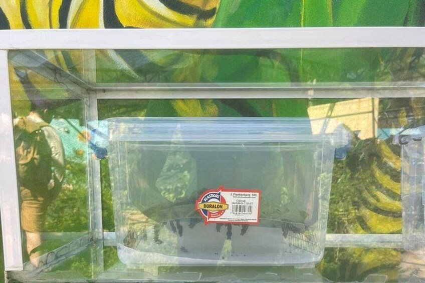 Puerto Plata City Tour with Butterfly Garden 3