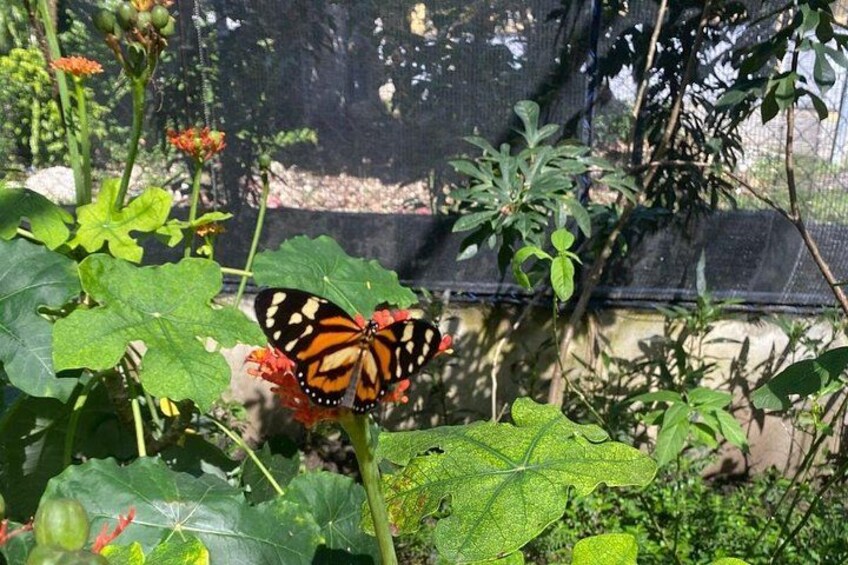Puerto Plata City Tour with Butterfly Garden 5