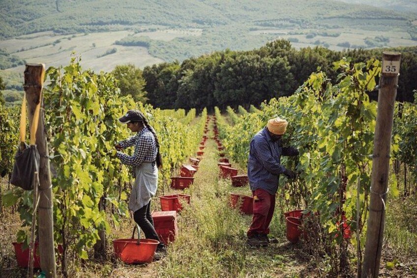 Welcome to Casale del bosco 4