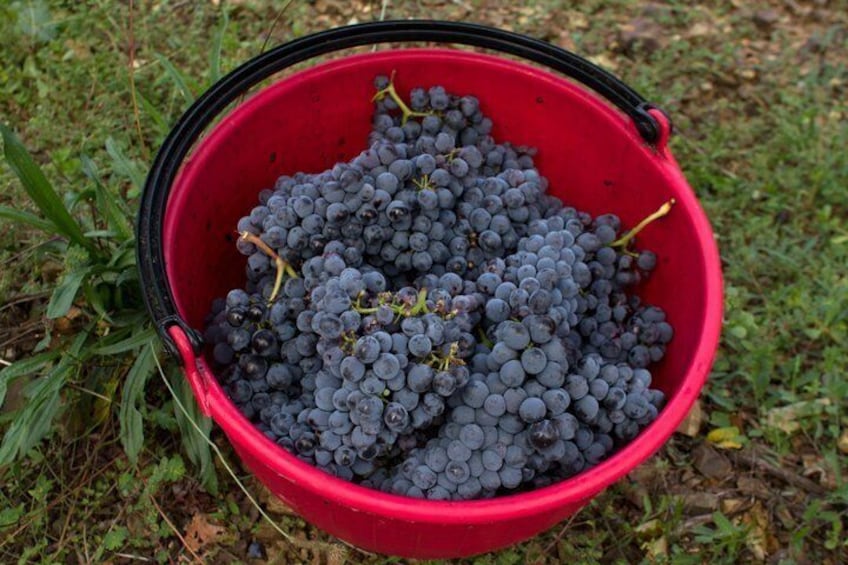 Welcome to Casale del Bosco 3