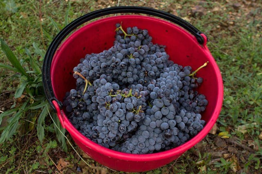 Welcome to Casale del bosco 3