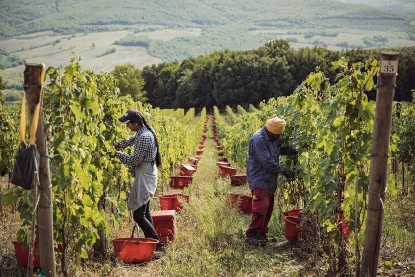 Welcome to Casale del Bosco 4
