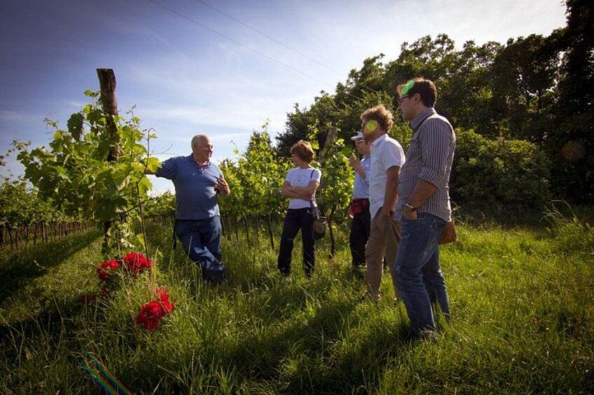 Euganean Hills vineyards near Padua 4