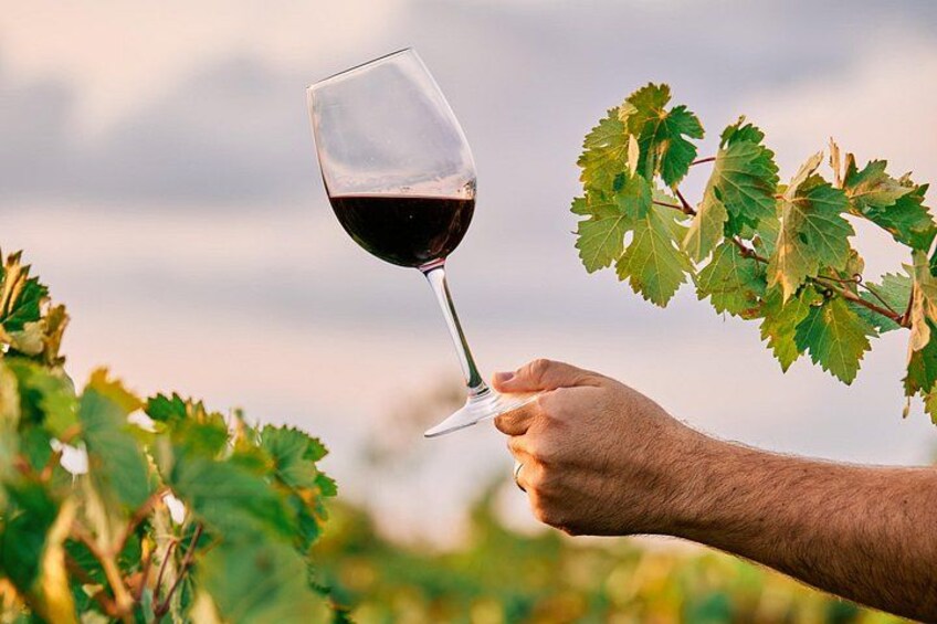 Maipu Tour 3 wineries with lunch + olive all inclusive! 1
