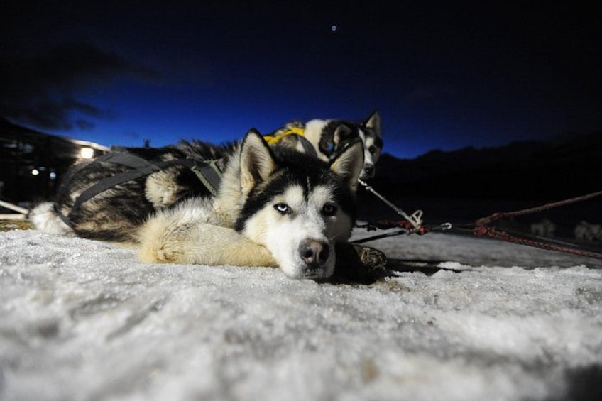 A husky lying on snow with a harness and leash, and another husky in the background. 2