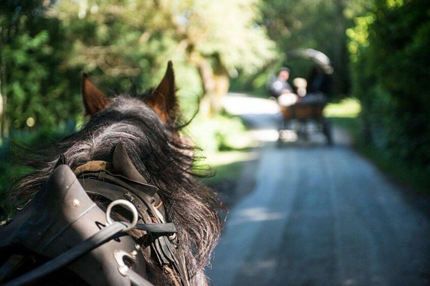 Cabeza de caballo con una brida, una carretera y una persona al fondo. 2