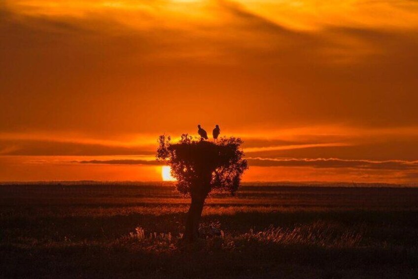 Exploring Doñana and the Iberian Lynx 3