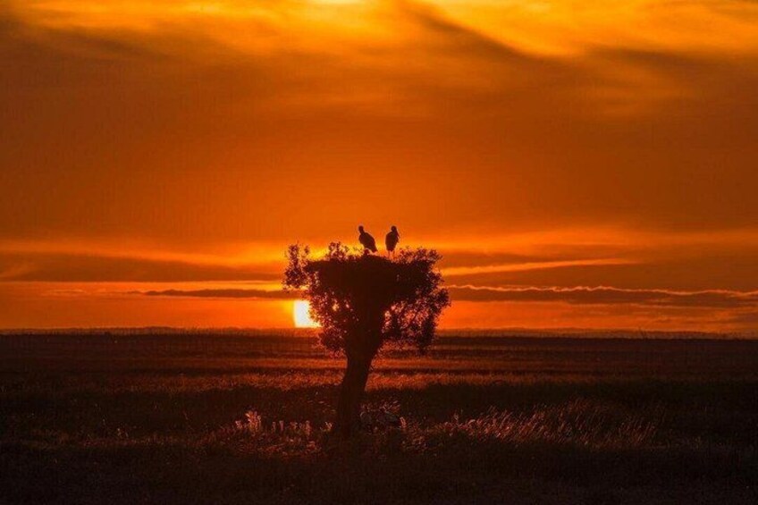 Exploring Doñana and the Iberian Lynx 3