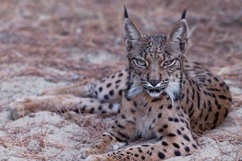 Exploring Doñana and the Iberian Lynx 1