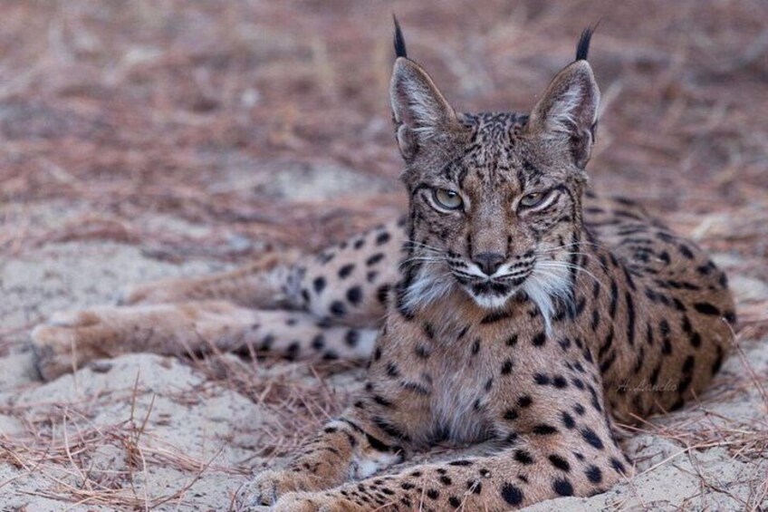 Exploring Doñana and the Iberian Lynx 1
