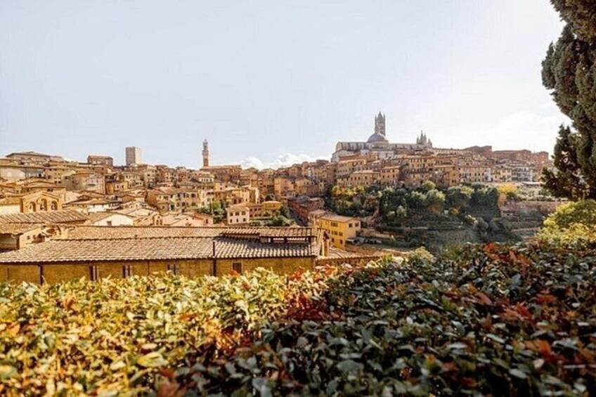 A cityscape with historic buildings, a prominent church with a dome, and a vineyard in the foreground. 4