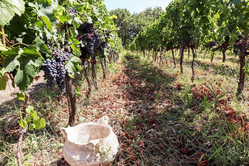 Porto: Douro Valley, 2 Wine Regions, Sommelier, Boat Trip & Lunch 2