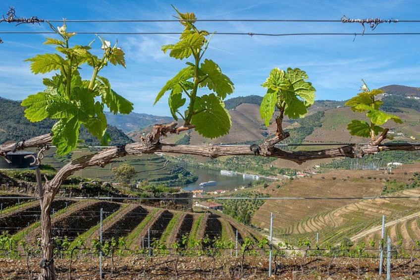 Porto: Douro Valley, 2 Wine Regions, Sommelier, Boat Trip & Lunch 3