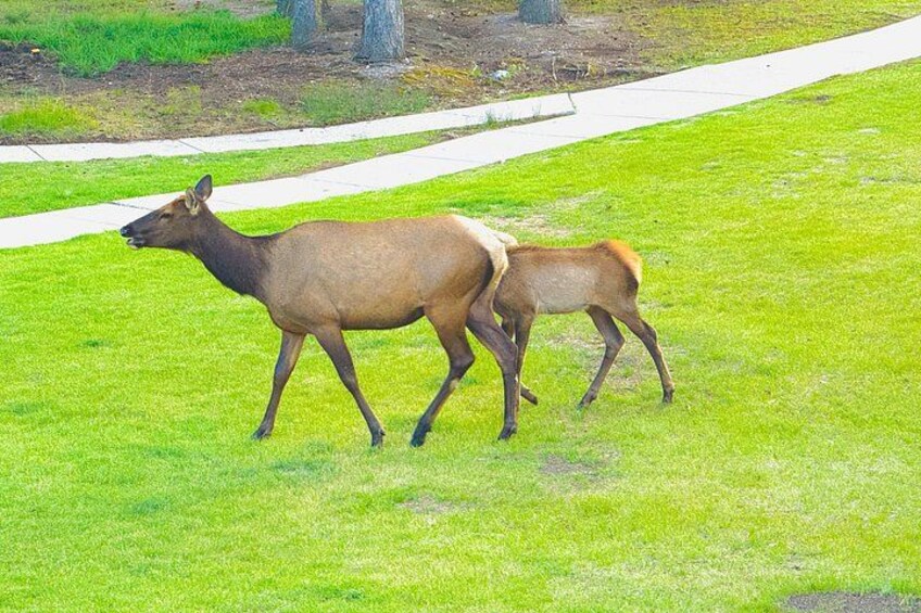 Best of Banff: Signature Express Tour (2.5 hours) 5