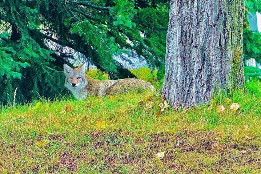 Een coyote ligt op het gras bij een boom. 2