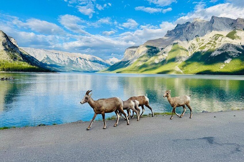 Best of Banff: Signature Express Tour (2.5 hours) 2