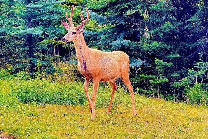 Best of Banff: Signature Express Tour (2.5 hours) 4