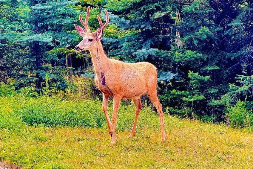 Best of Banff: Signature Express Tour (2.5 hours) 5