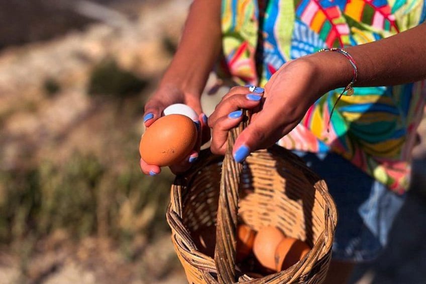 Una persona sosteniendo una cesta con huevos. 2
