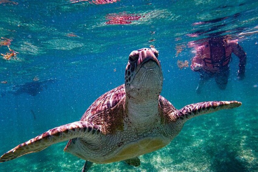 A sea turtle swimming underwater with clear blue water and a diver in the background. 3