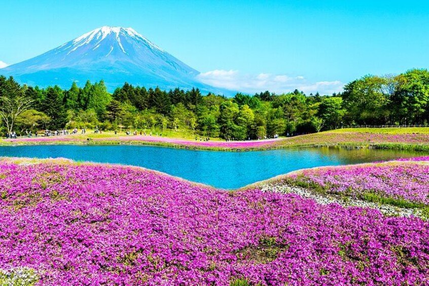 A lake surrounded by purple flowers, a clear sky, and a mountain in the background. 2