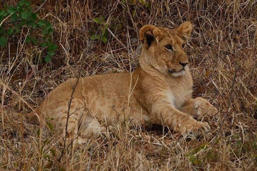 A lion resting in a grassy area with dry vegetation. 3