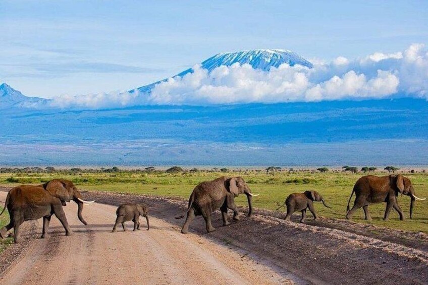 A group of elephants crossing a dirt road with a mountain in the background. 2