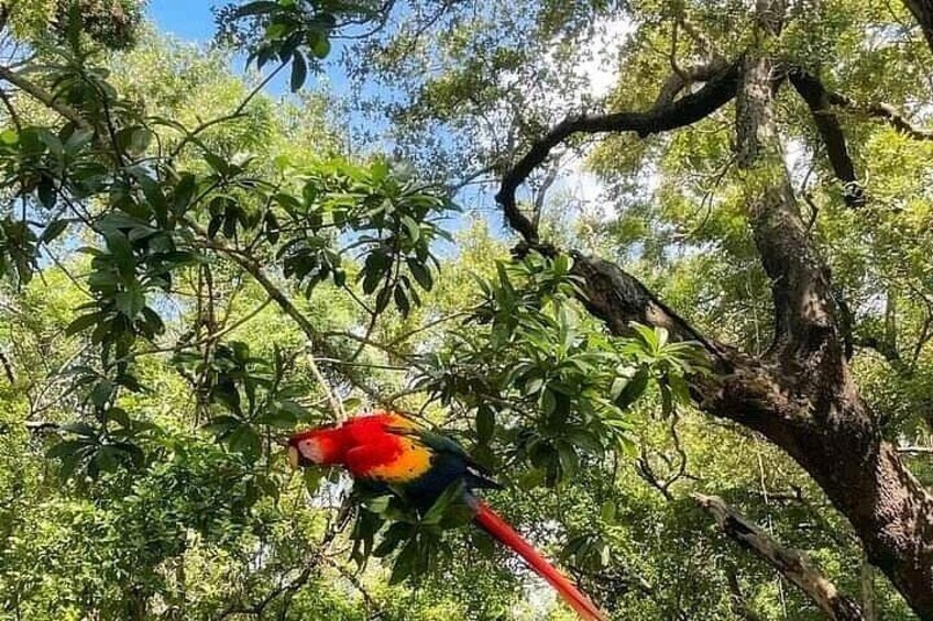 Un pappagallo appollaiato su un ramo d'albero in una foresta. 4